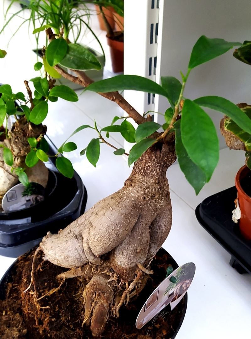 В Австралии официально признана возможность определять свой пол как неопределённый