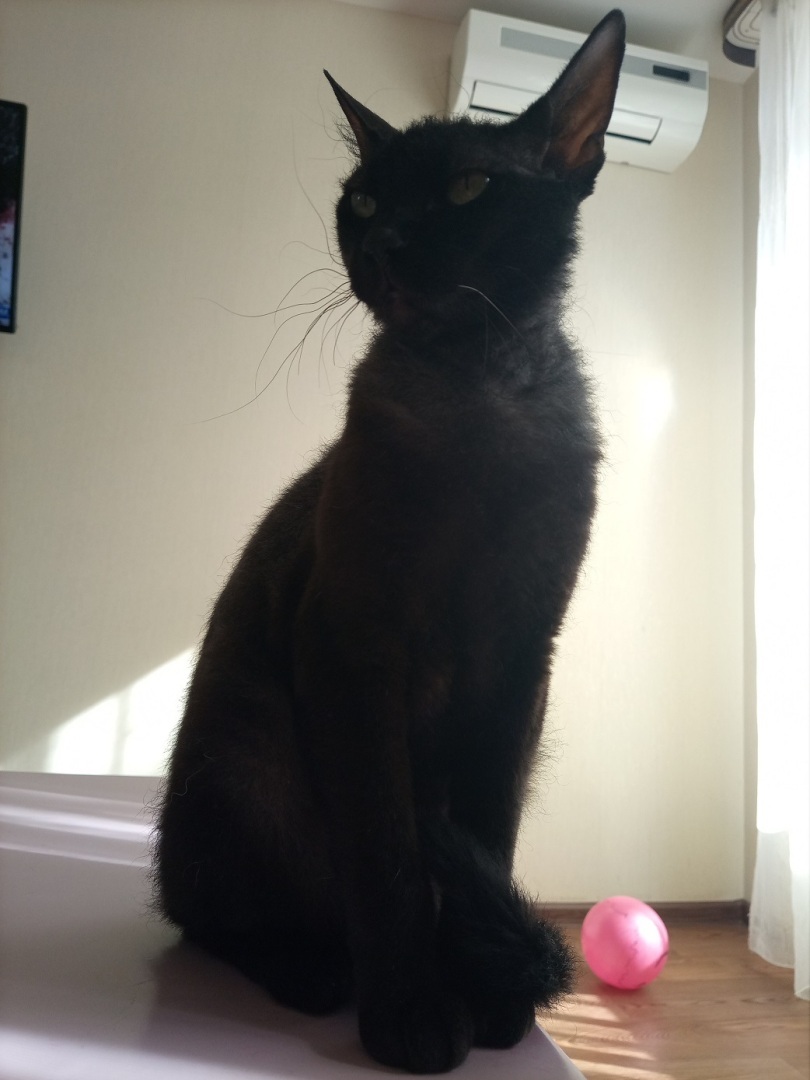 Если черный кот дорогу перейдет…