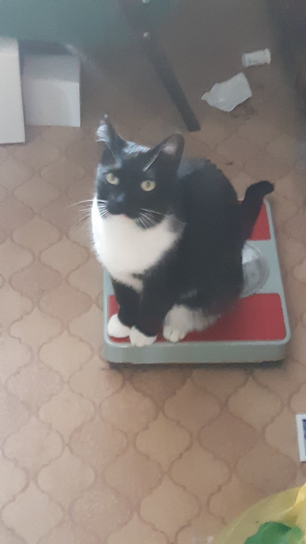 Хочу узнать свою породу!