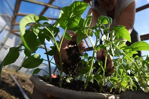 Юрист рассказала, что нельзя сажать на даче.