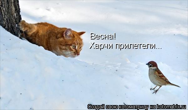 Без кошек жить нельзя на свете, нет!
