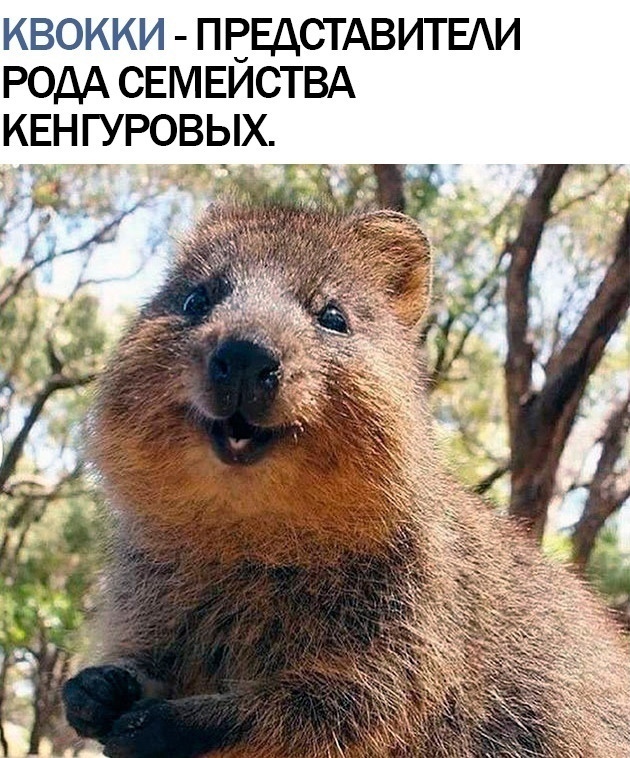 Квокки! Милейшее существо