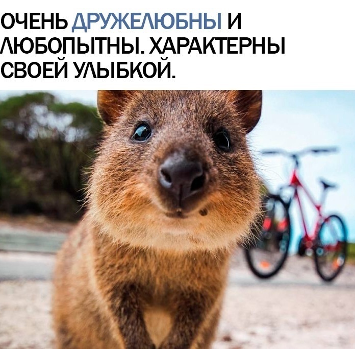 Квокки! Милейшее существо