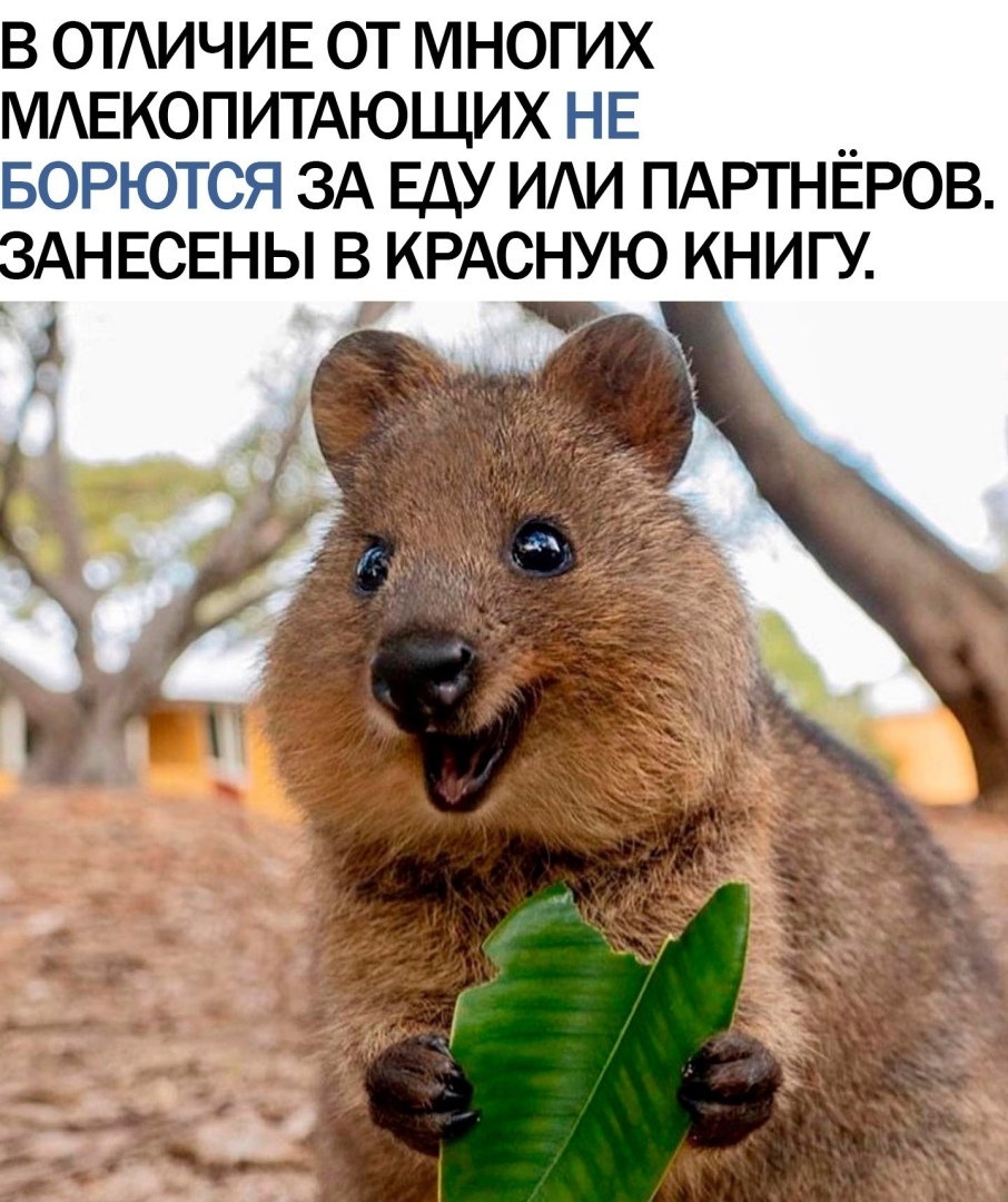 Квокки! Милейшее существо