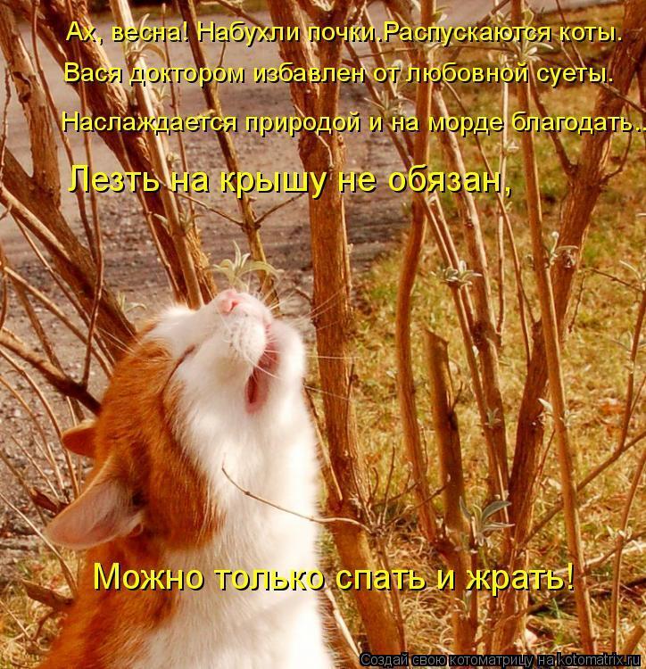 Без кошек жить нельзя на свете, нет!