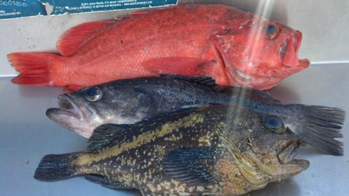 Продукты из Китая, которые вы не должны покупать.Опасно!