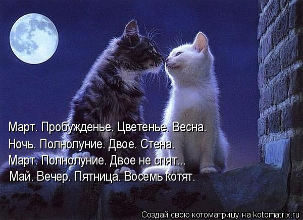 Без кошек жить нельзя на свете, нет!