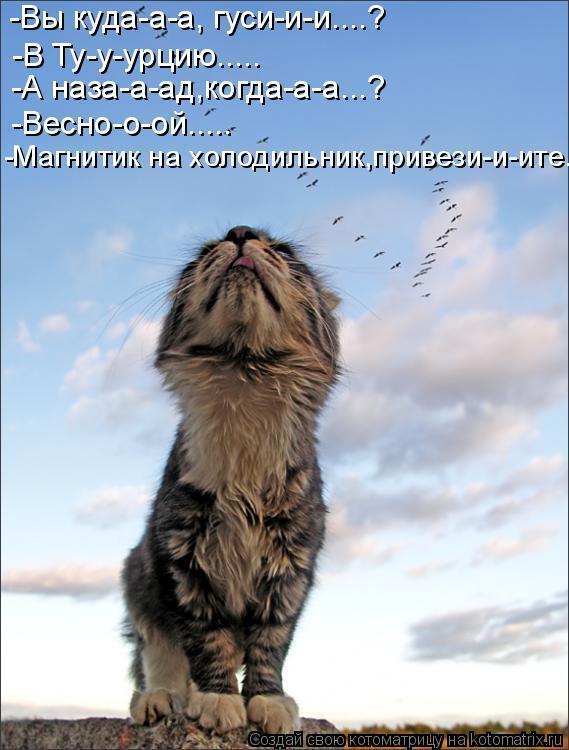 Без кошек жить нельзя на свете, нет!