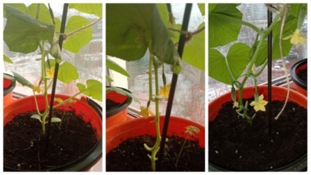 Выращивание огурцов на балконе или лоджии – часть 2. Удаление листиков, подсыпка земли в ёмкости для растений огурцов