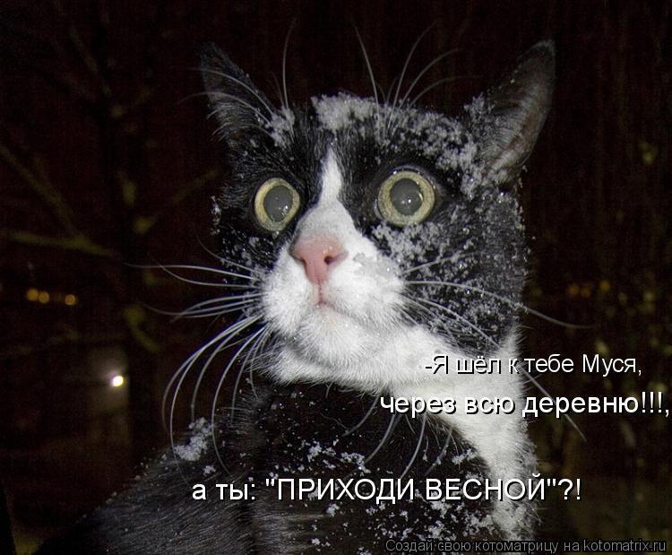 Без кошек жить нельзя на свете, нет!