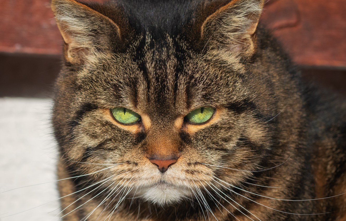 Самые злые породы кошек с фотографиями и названиями