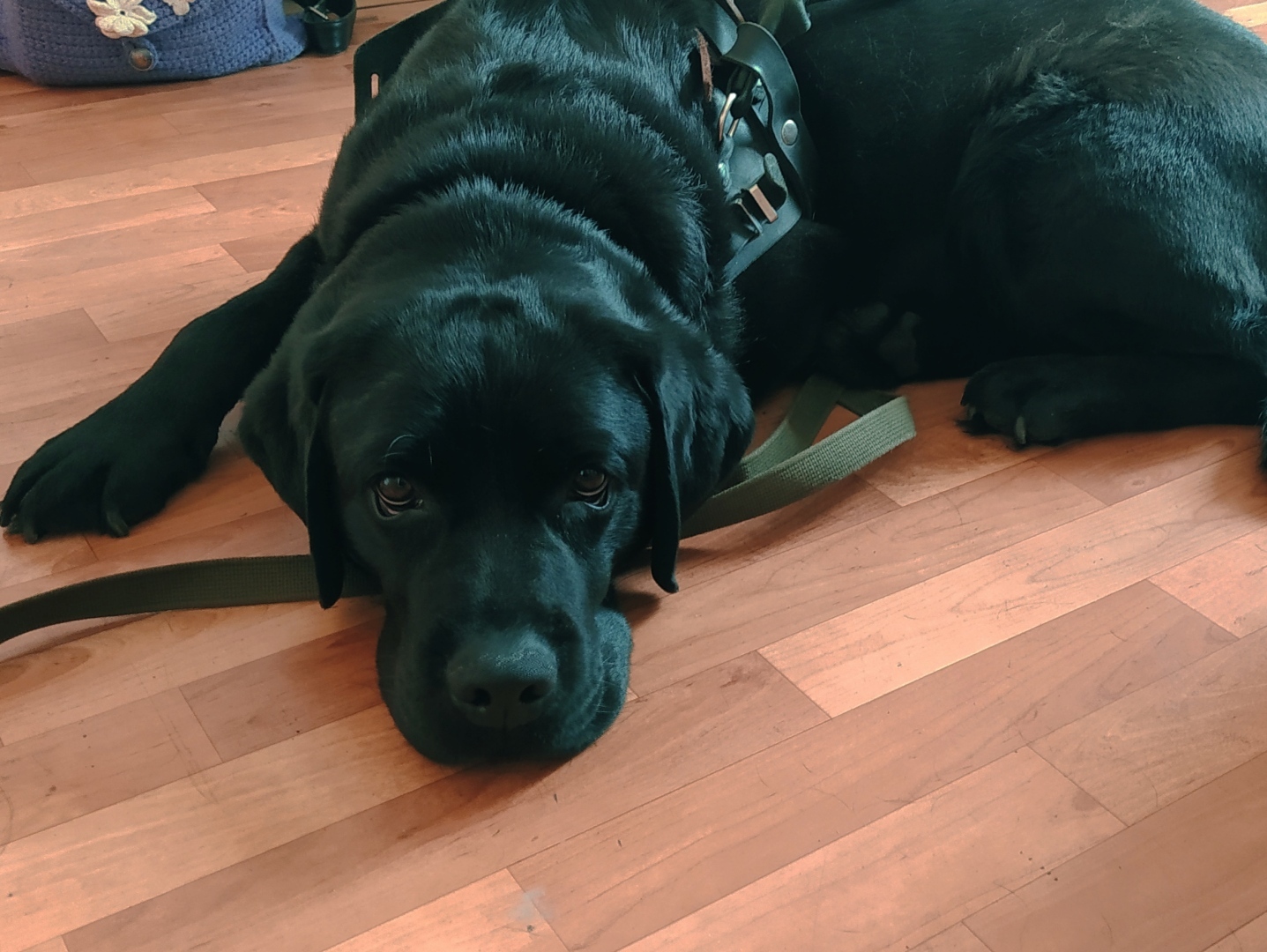 Подскажите породу этого красавца!