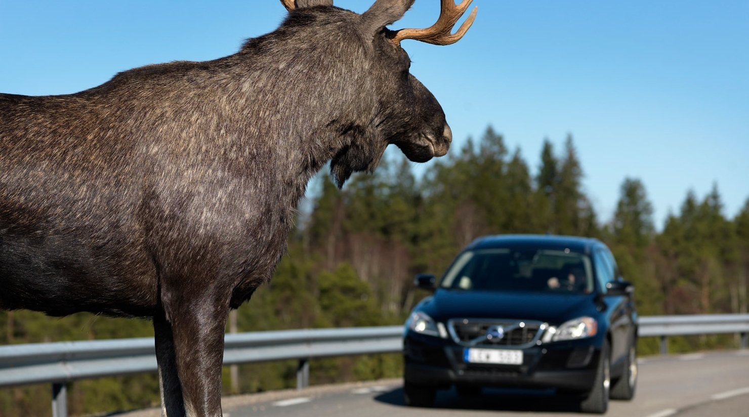 Водитель и природа — возможен ли компромисс?