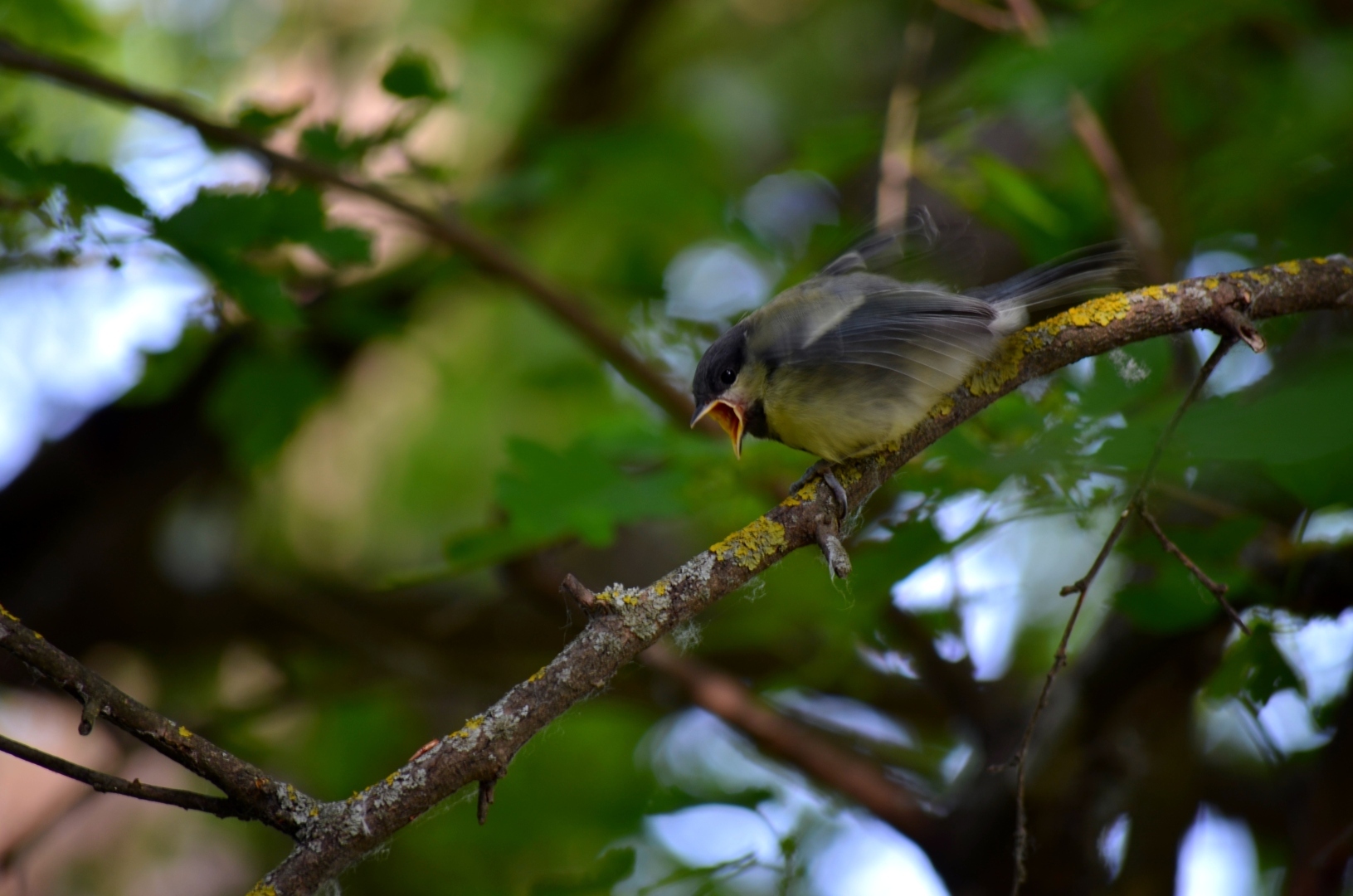 Кричащая синица