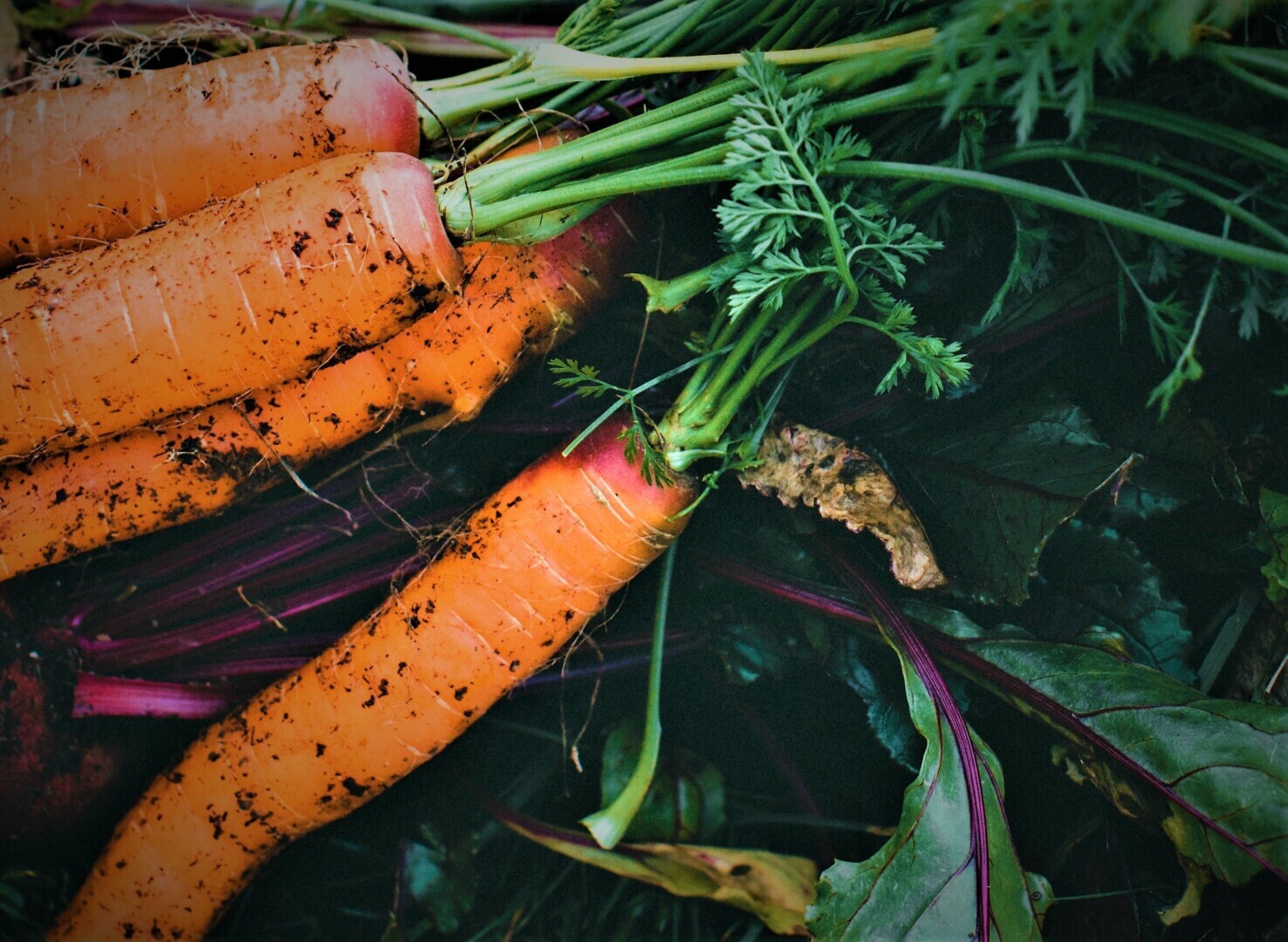 Вот уже несколько лет сею морковь и свеклу только таким способом (в сухую землю)