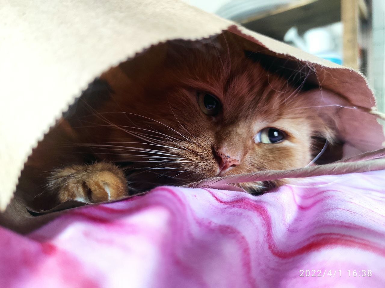 Давай жениться по закону? А разводиться по любви