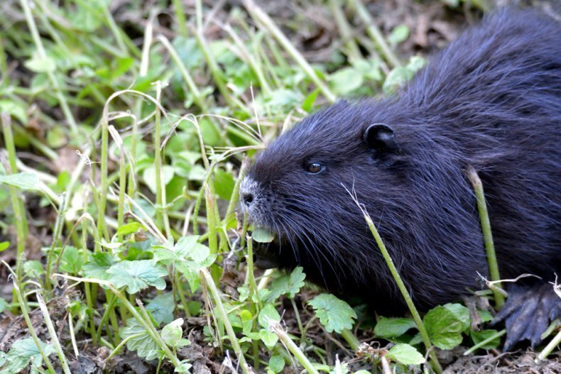 Кто такие фиолетовые нутрии?