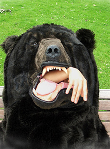 Кто такой медведь?