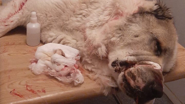 Как бездомные животные влияют на общество и что нужно делать.