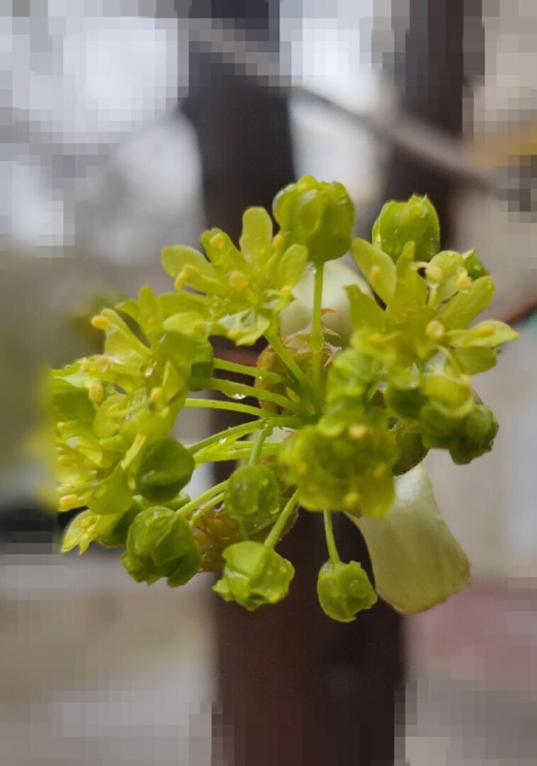 Весна! Оказывается, цветы бывают зелеными!