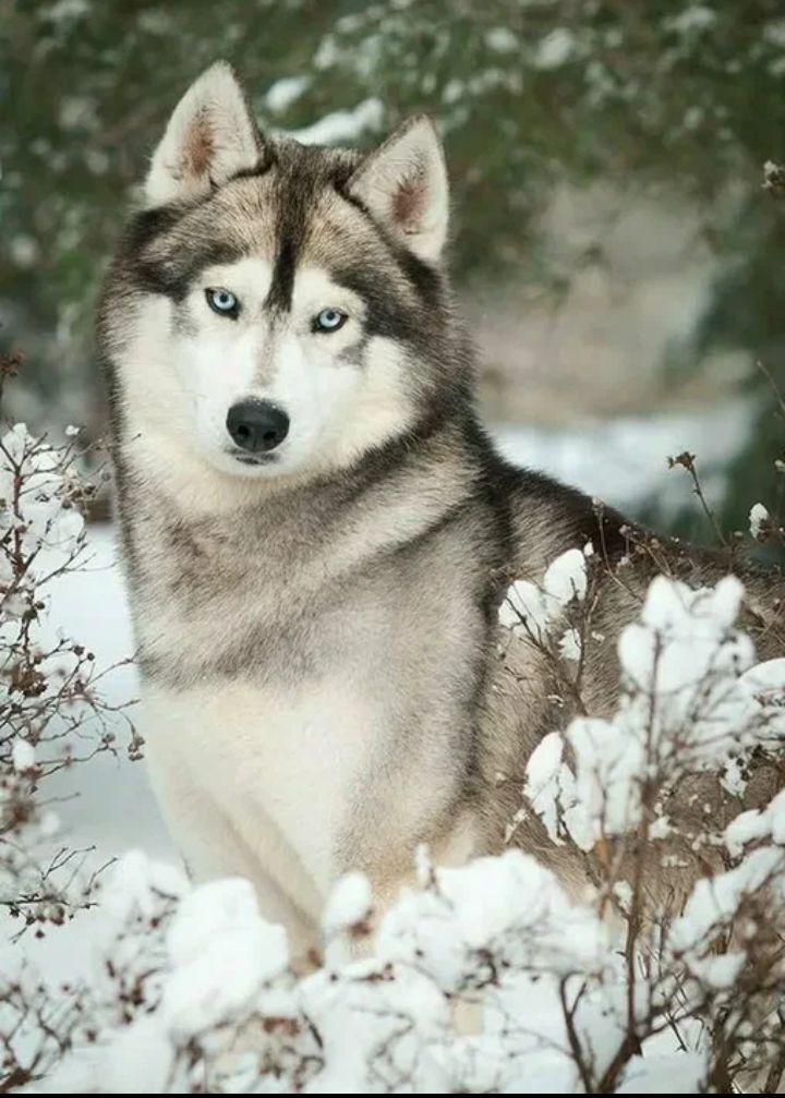 Хаски или Питбуль?