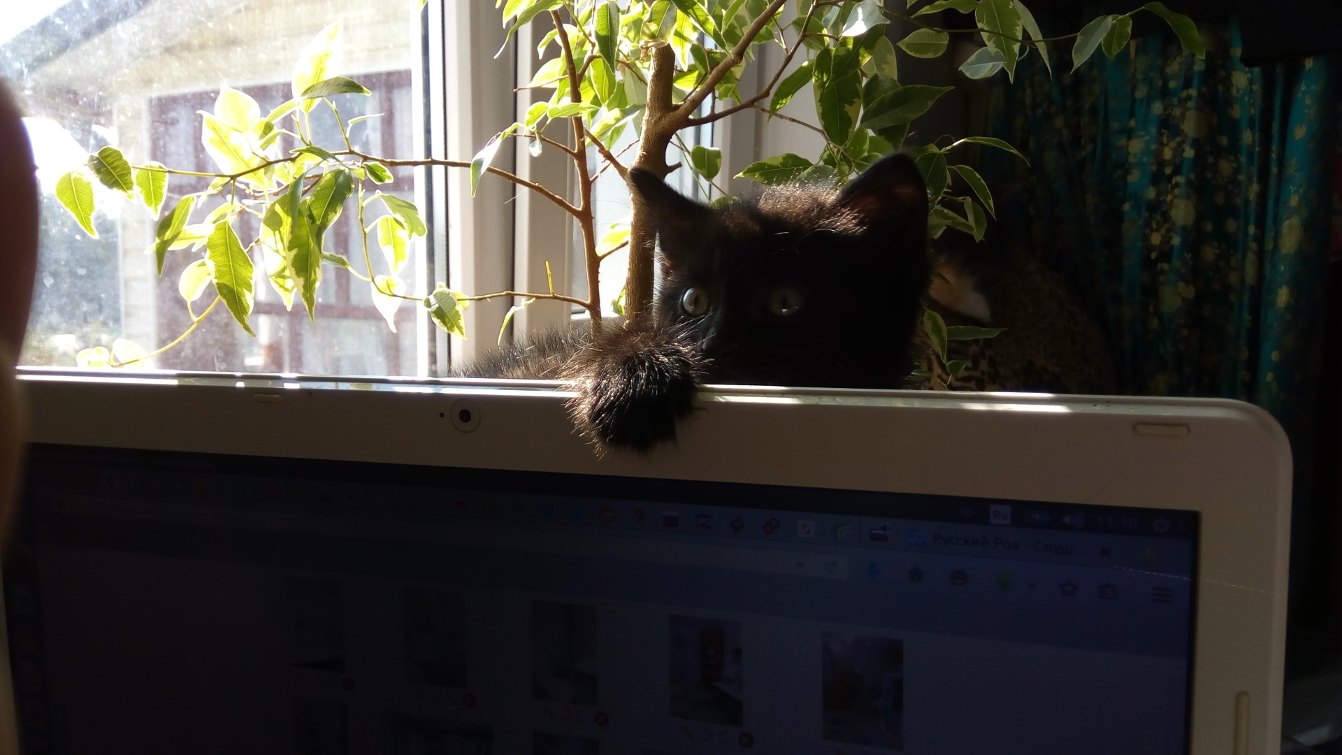 «Если черный кот дорогу перейдет...», или Жестокость людей