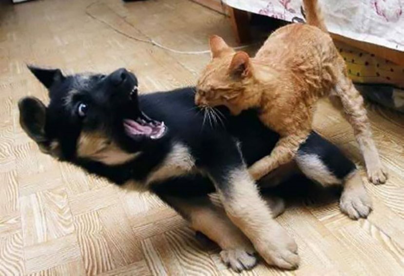 Кошки vs. Собаки