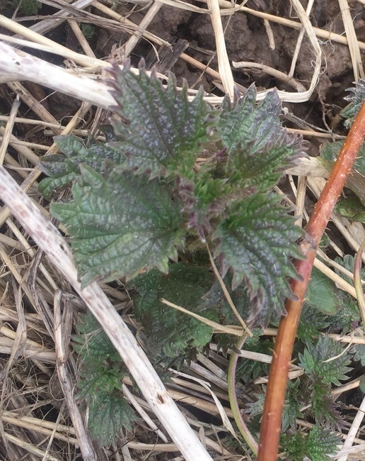 Первая зелень на моём огороде