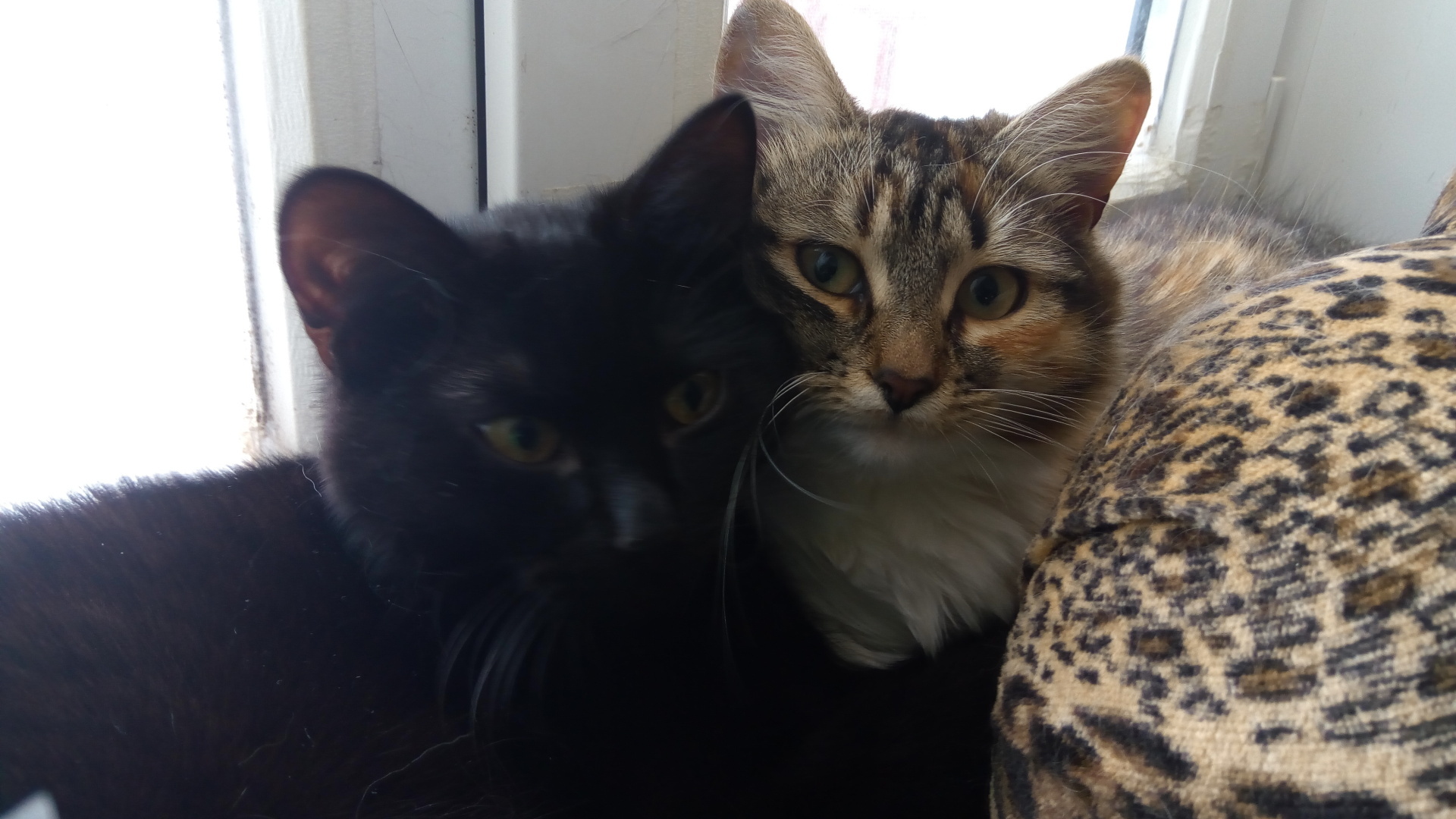 «Если черный кот дорогу перейдет...», или Жестокость людей