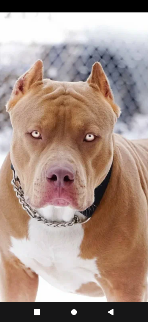 Хаски или Питбуль?