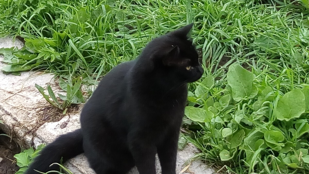 «Если черный кот дорогу перейдет...», или Жестокость людей