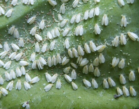 Как избавиться от тли и белокрылки.Эликсир от вредителей как тля и белокрылка