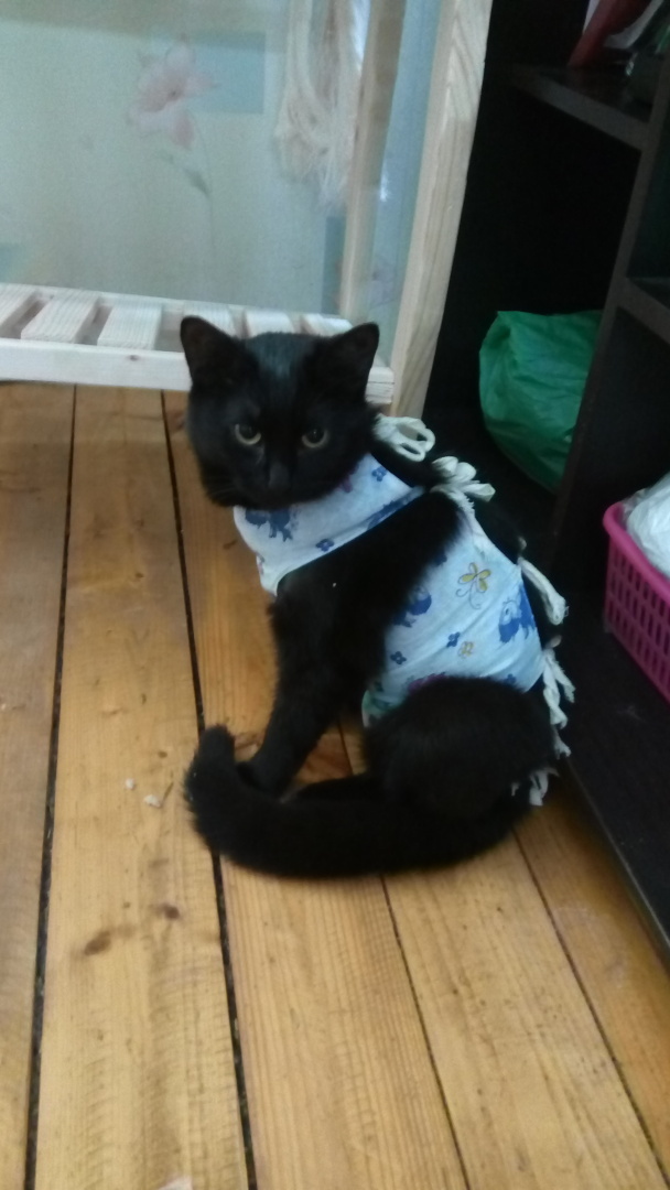 «Если черный кот дорогу перейдет...», или Жестокость людей