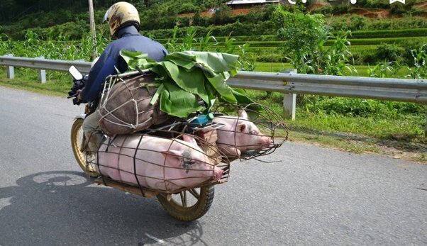 Забавные факты о Вьетнаме: самая крупная пещера, яичное кофе, самое популярное имя "Нгуен" и необычная сухопутная граница.