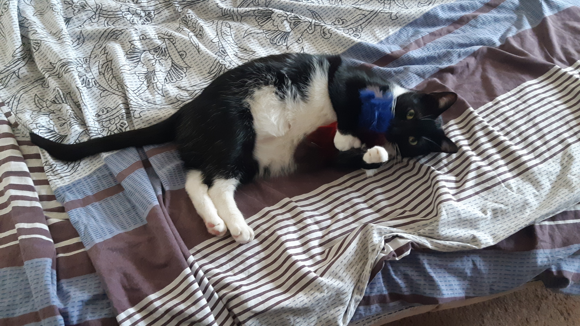 Какой знаменитый кот (кошка) Вам больше нравится?