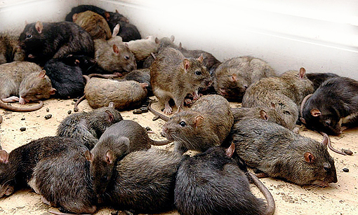 Зачем Государство делегировало свои полномочия мошенникам?