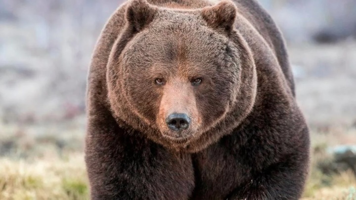 Задравший жителя Курил медведь отстрелен лесничими