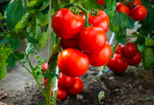 Как подкармливать рассаду томатов и перца в 2022.Подкормка рассады томатов и перца в домашних условиях.