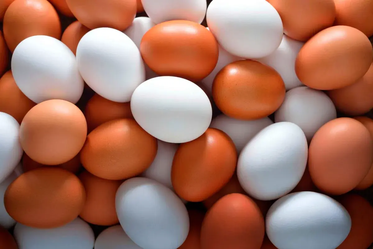 Почему одни яйца желтые а другие белые?