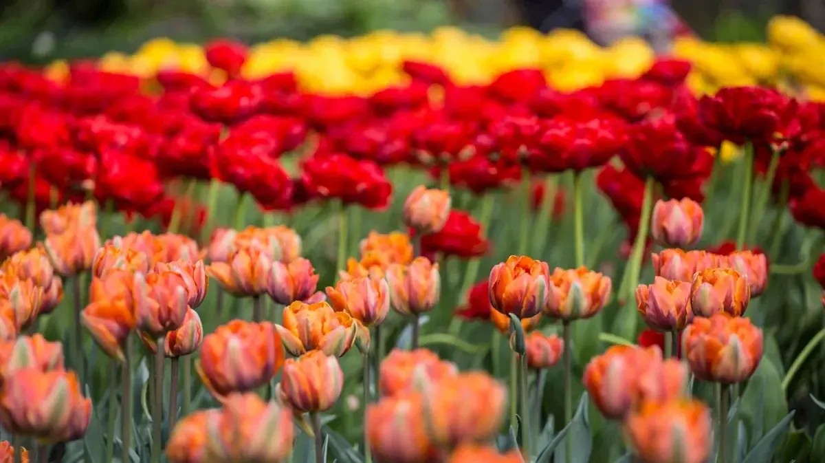 Погода на майские праздники 2022: теплые, дождливые и ветреные дни в Москве, Сибири и на Урале