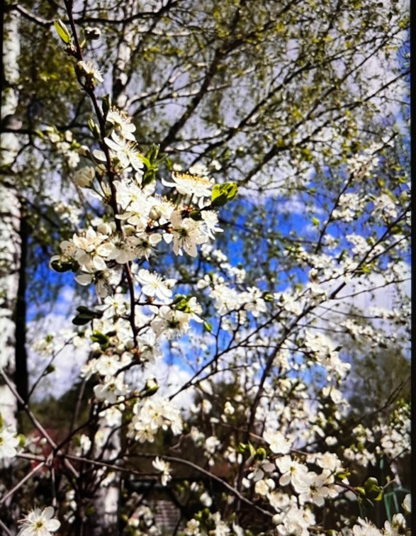 Майские выходные в 2022: как отдыхаем на майские? Будут ли длинные выходные с 1 по 10 мая? Где можно отдохнуть в России?