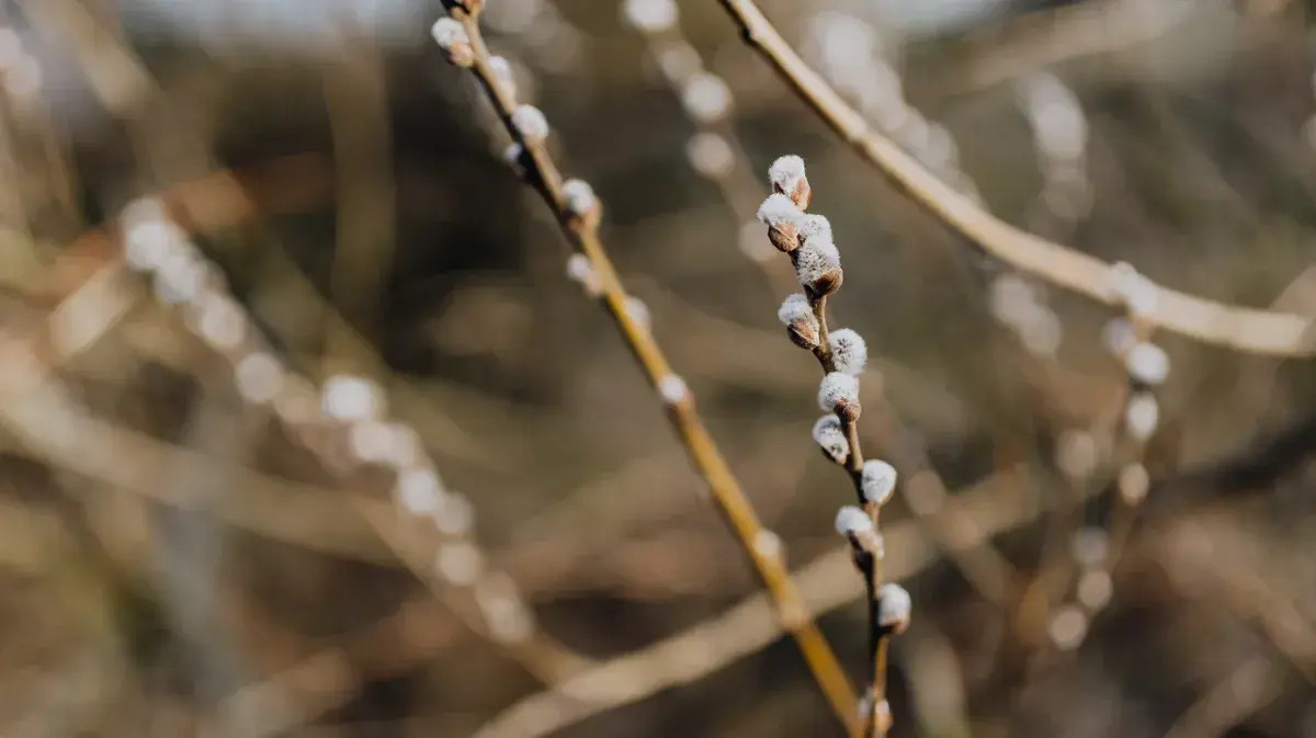 Вербное воскресенье когда, какого числа: Что делать с прошлогодней вербой в Вербное воскресенье 17 апреля 2022