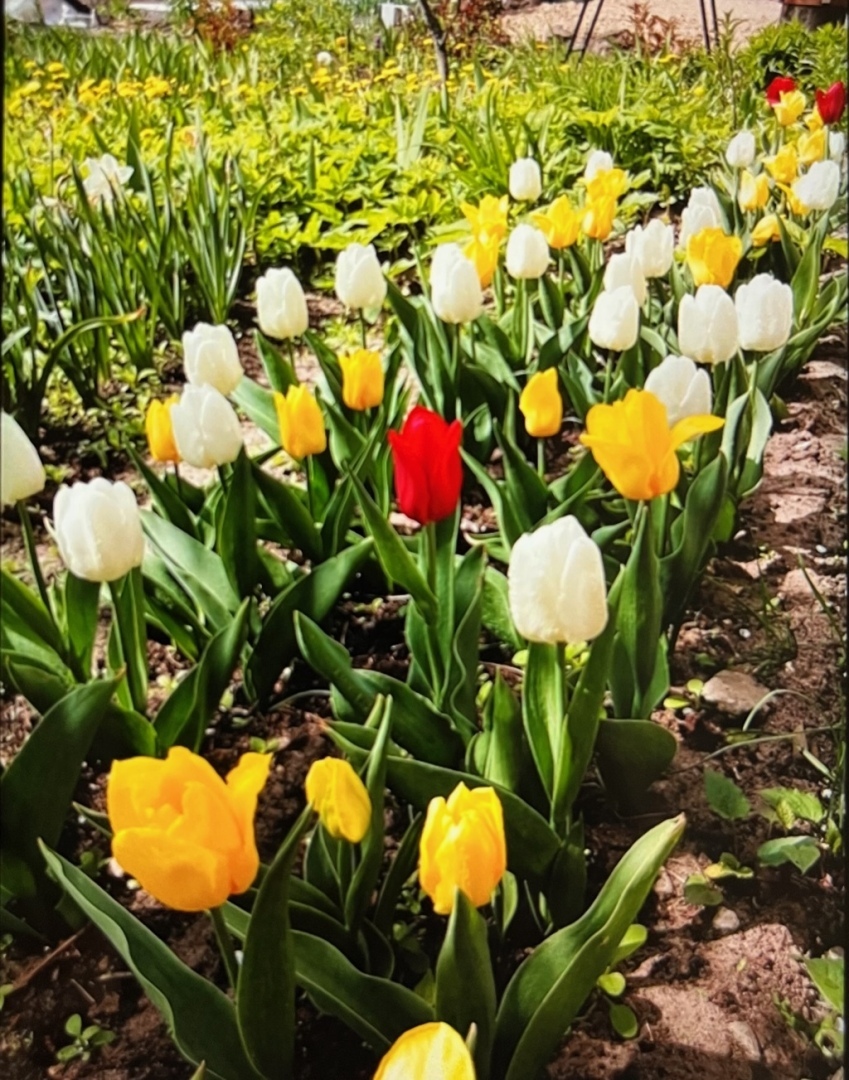 Майские выходные в 2022: как отдыхаем на майские? Будут ли длинные выходные с 1 по 10 мая? Где можно отдохнуть в России?