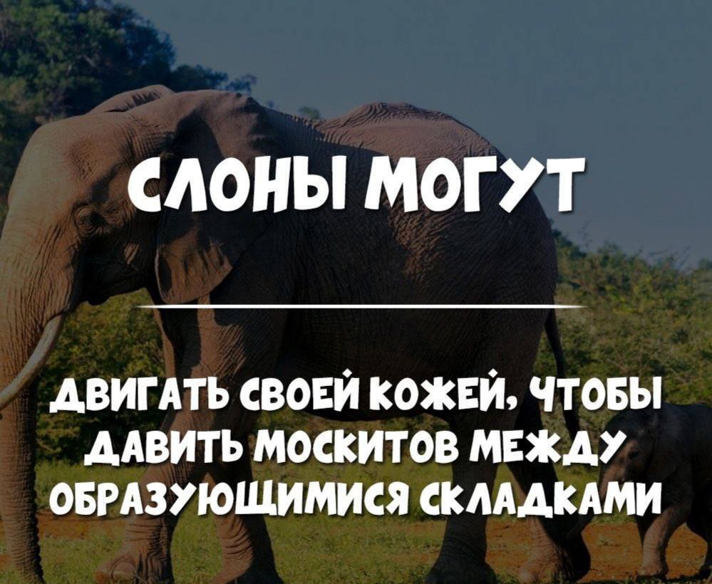 Как это устроено.