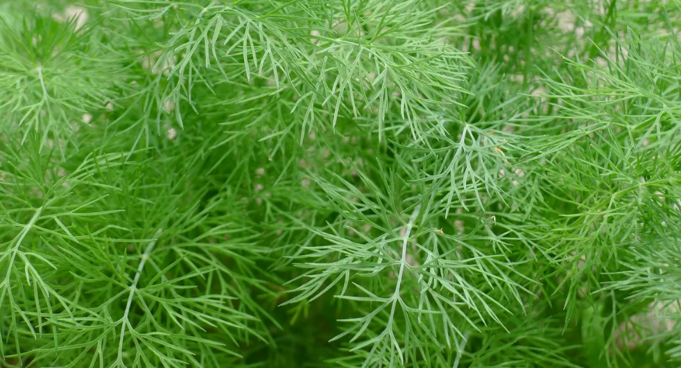 Чем полезен укроп для организма: как правильно высаживать укроп, чтобы был урожай весной и летом