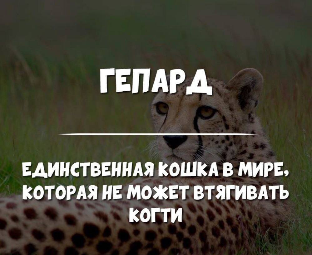 Как это устроено.