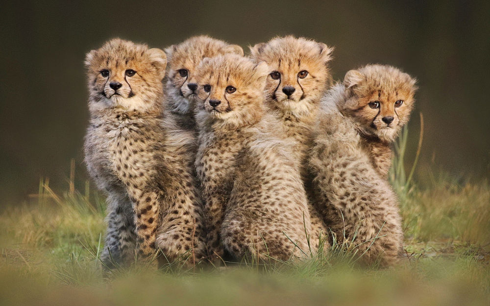 Удивительные детёныши редких животных: Милота на которую стоит взглянуть, которую Вы вряд-ли видели