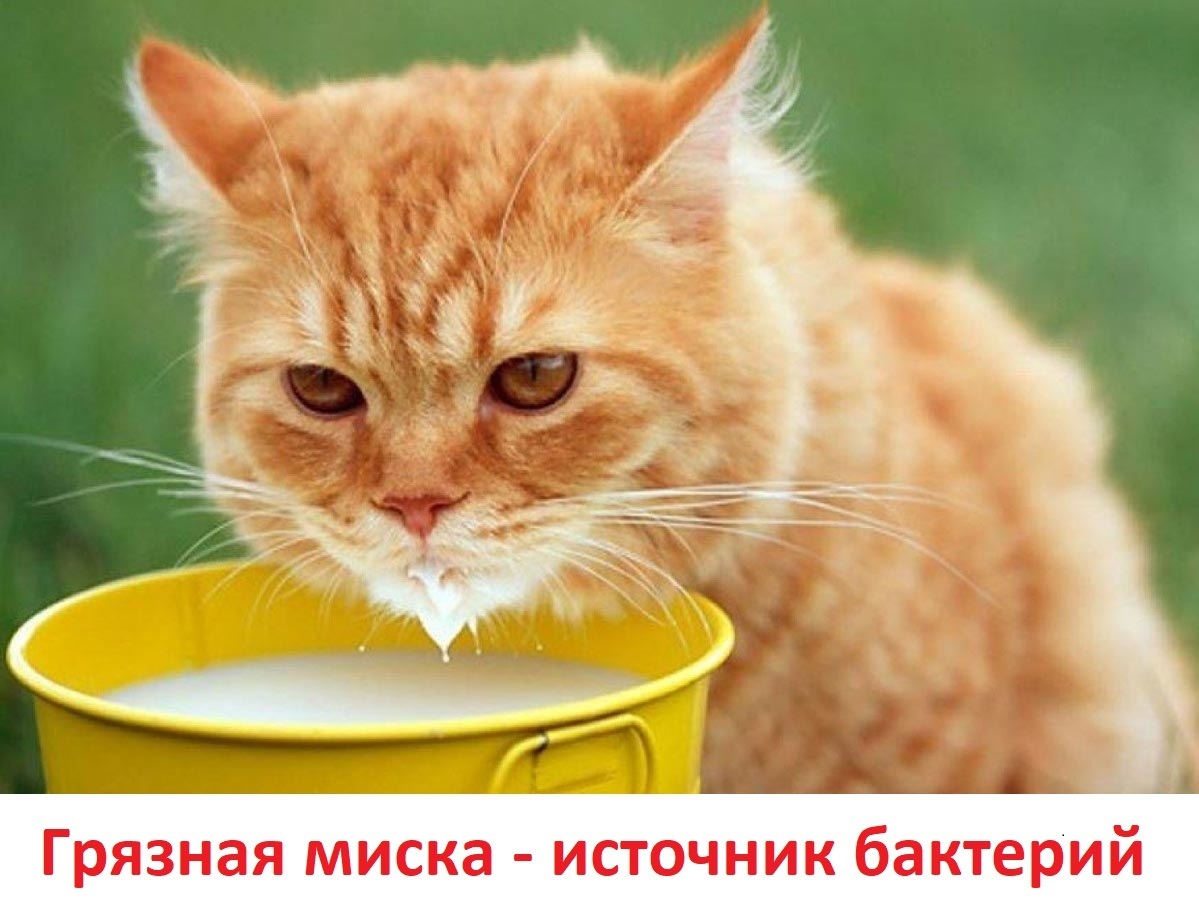 90% собачников и кошатников не знают этих простых правил, которые сохранят здоровье вам и вашему питомцу. Опытные ветеринары делятся советами, от души