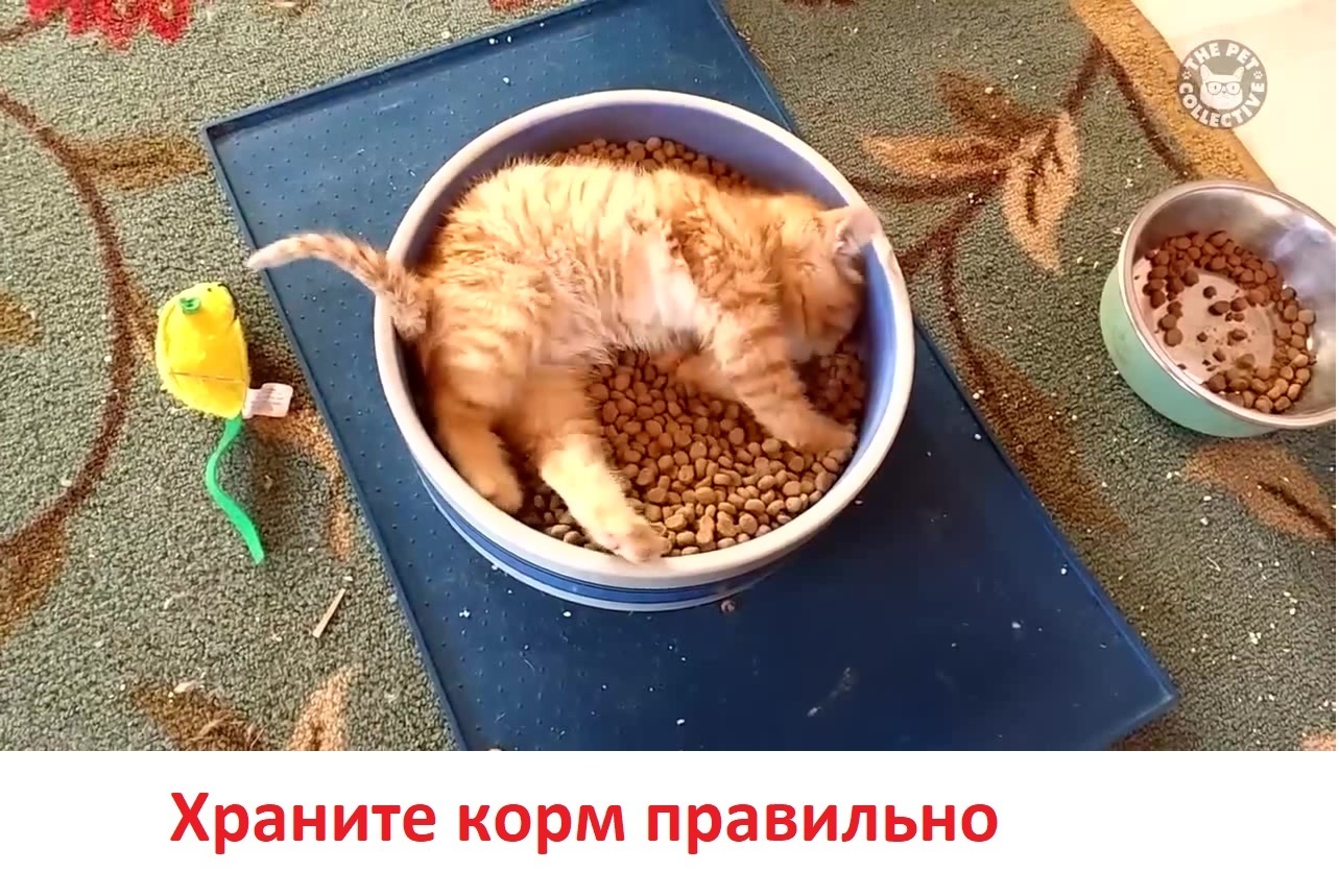 90% собачников и кошатников не знают этих простых правил, которые сохранят здоровье вам и вашему питомцу. Опытные ветеринары делятся советами, от души