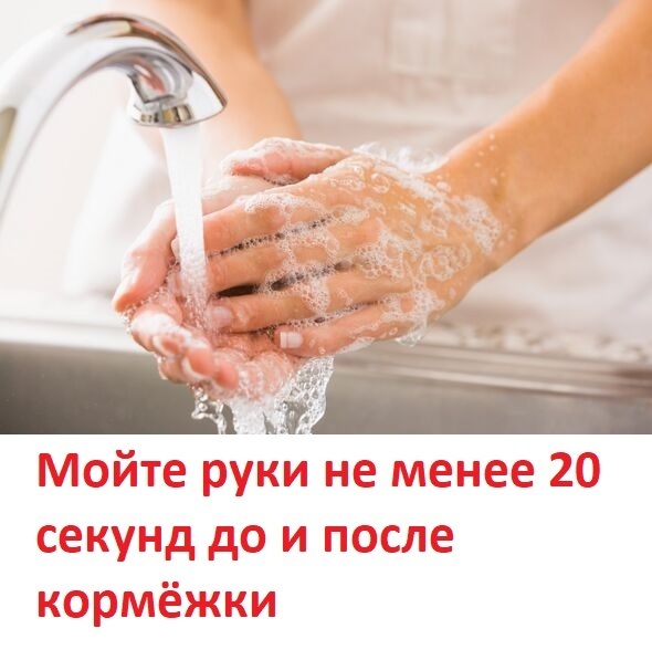 90% собачников и кошатников не знают этих простых правил, которые сохранят здоровье вам и вашему питомцу. Опытные ветеринары делятся советами, от души